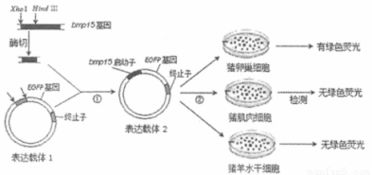 原核生物與真核生物的辨析 基于一道典型生物學題目的分析